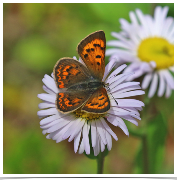 Purplish Copper female